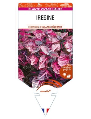 IRESINE