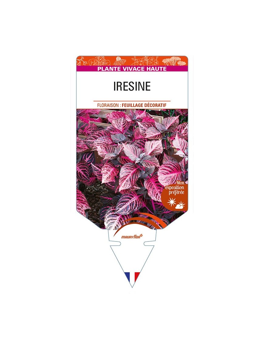 IRESINE