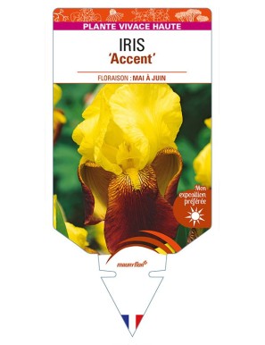 IRIS (germanica) 'Accent'