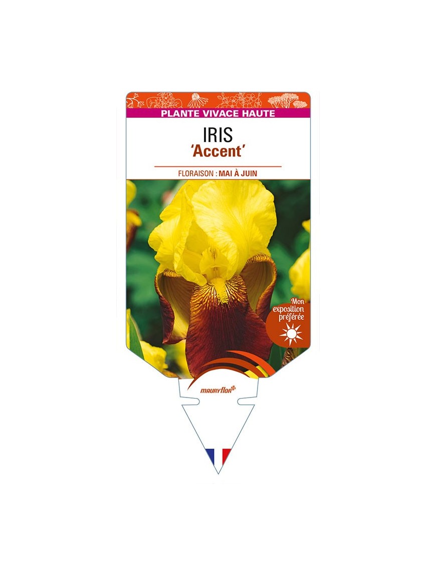 IRIS (germanica) 'Accent'