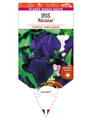 IRIS (germanica) 'Alcazar'