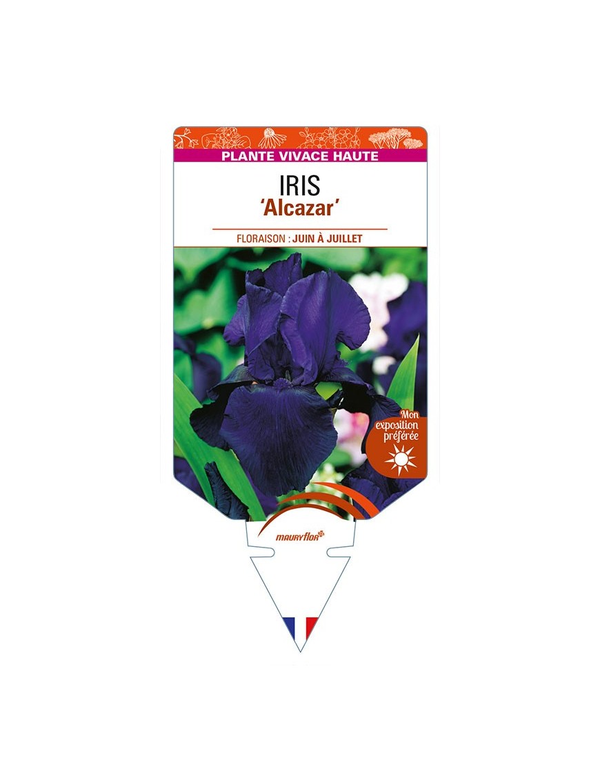 IRIS (germanica) 'Alcazar'