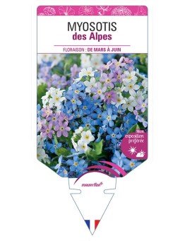 MYOSOTIS DES ALPES (VARIÉ)