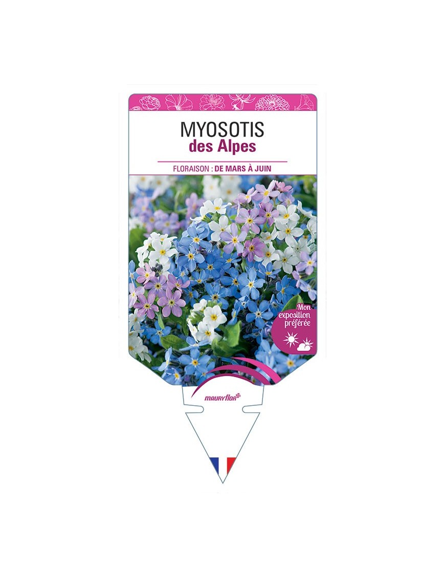 MYOSOTIS DES ALPES (VARIÉ)