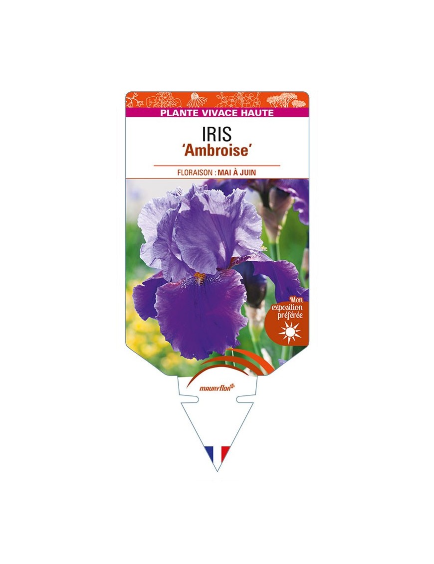 IRIS (germanica) 'Ambroise'