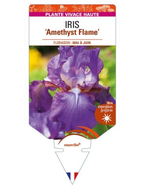 IRIS (germanica) 'Amethyst Flame'