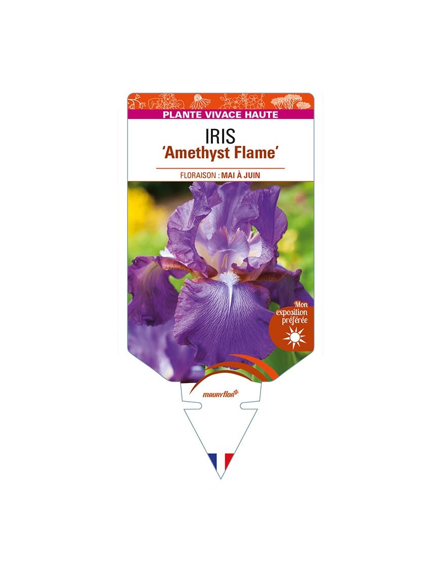 IRIS (germanica) 'Amethyst Flame'