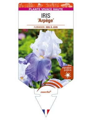 IRIS (germanica) 'Arpege'