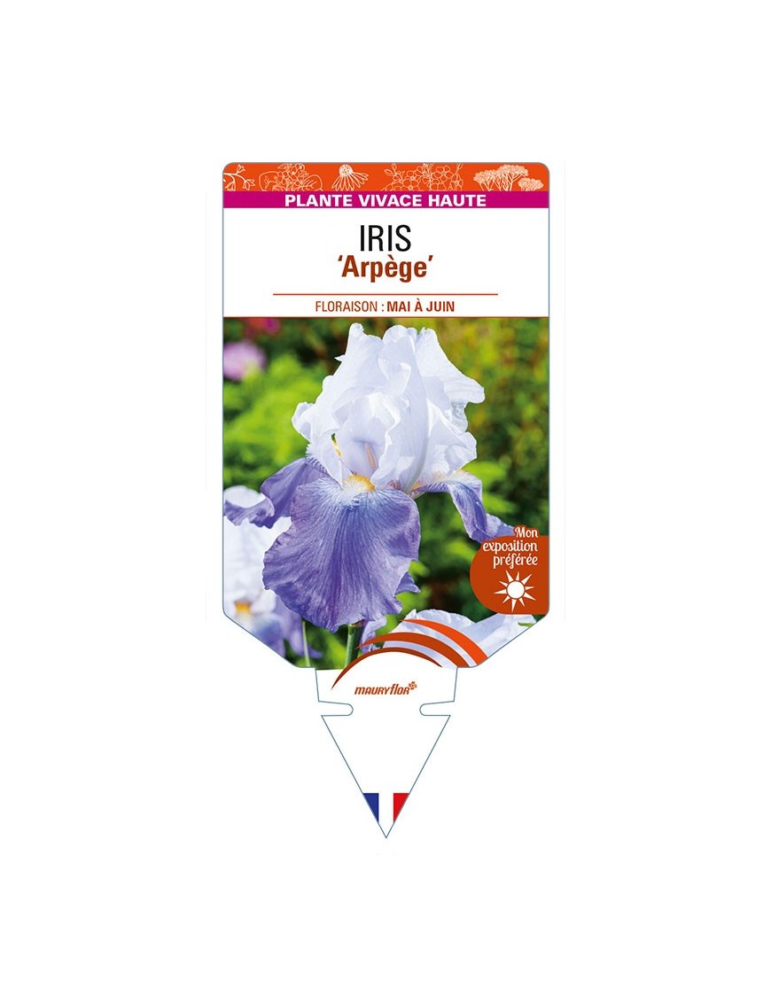 IRIS (germanica) 'Arpege'