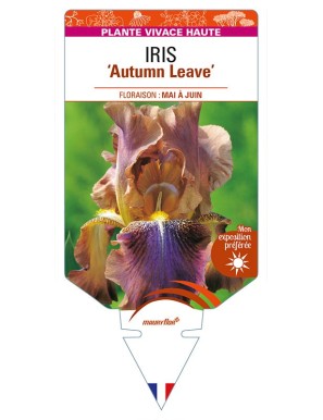 IRIS (germanica) 'Autumn Leaves'