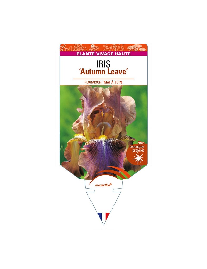 IRIS (germanica) 'Autumn Leaves'
