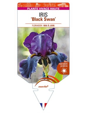 IRIS (germanica) 'Black Swan'