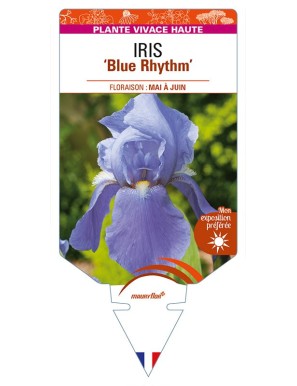 IRIS (germanica) 'Blue Rhythm'