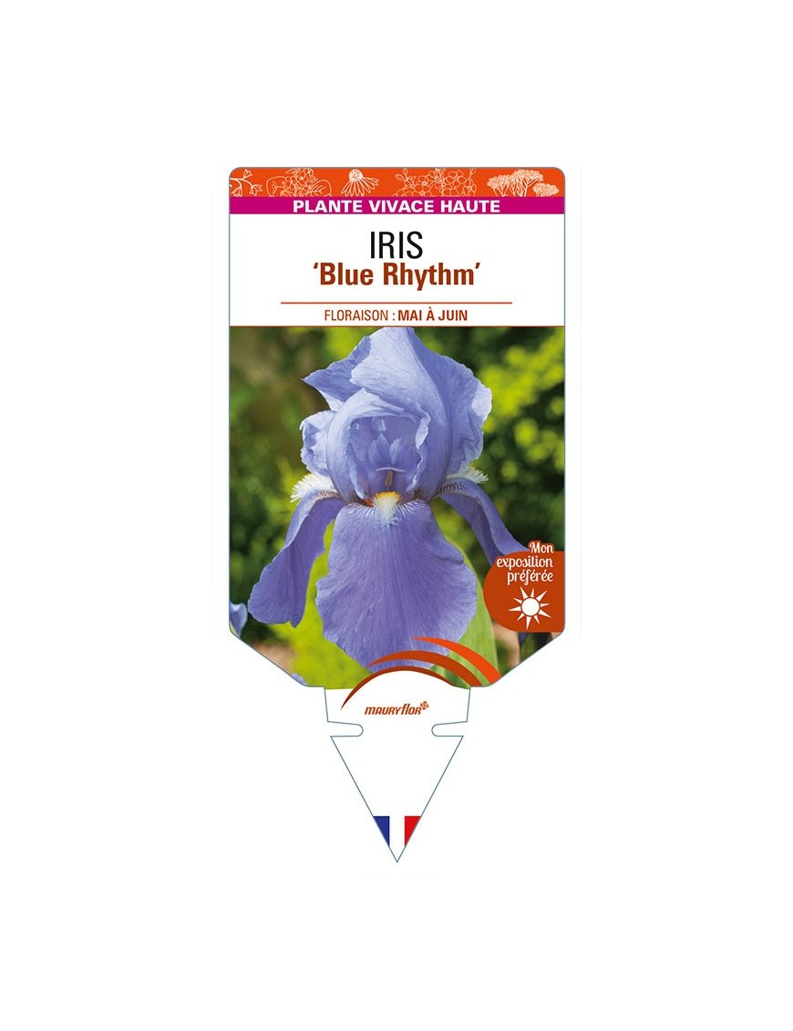 IRIS (germanica) 'Blue Rhythm'