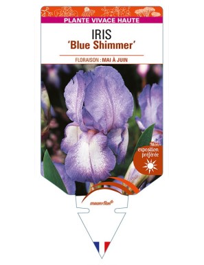 IRIS (germanica) 'Blue Shimmer'