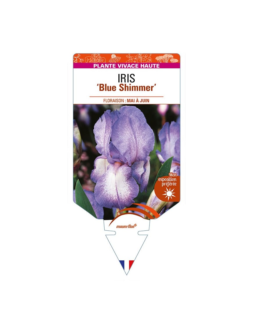 IRIS (germanica) 'Blue Shimmer'