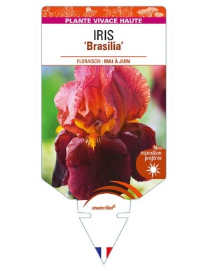 IRIS (germanica) 'Brasilia'