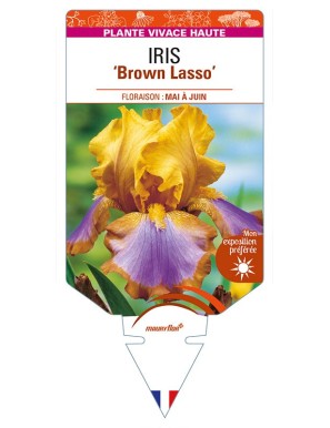 IRIS (germanica) 'Brown Lasso'