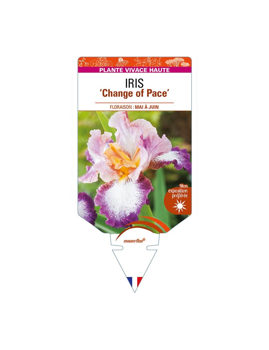 IRIS (germanica) 'Change of Pace'