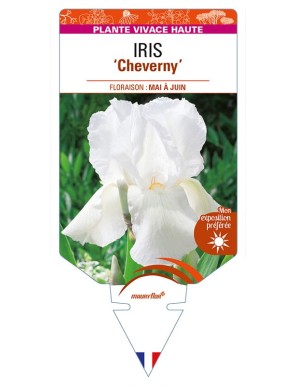 IRIS (germanica) 'Cheverny'