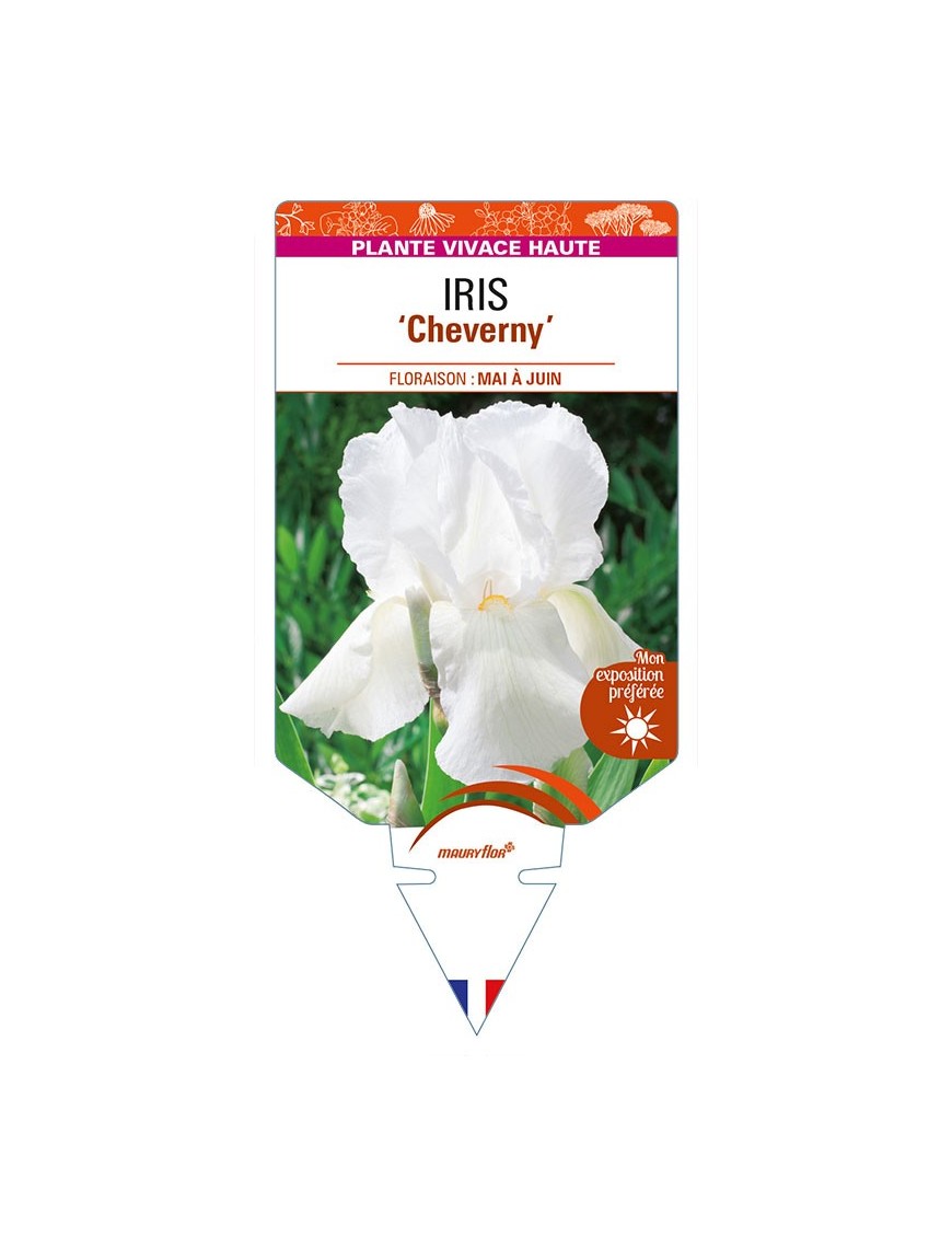 IRIS (germanica) 'Cheverny'