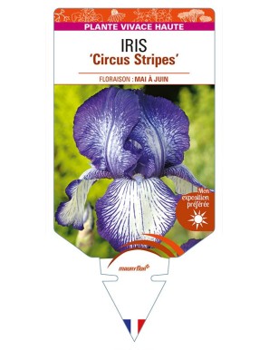 IRIS (germanica) 'Circus Stripes'