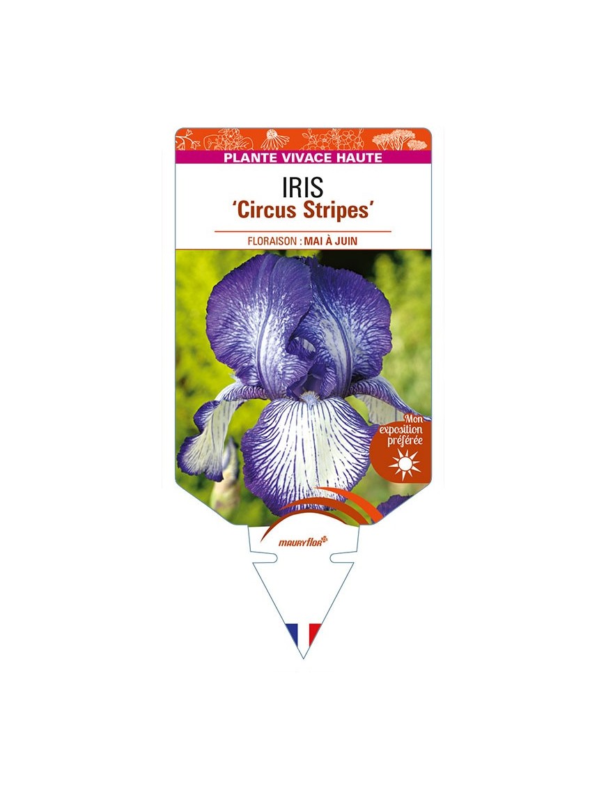 IRIS (germanica) 'Circus Stripes'