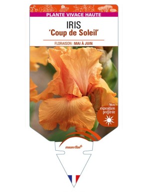 IRIS (germanica) 'Coup de Soleil'
