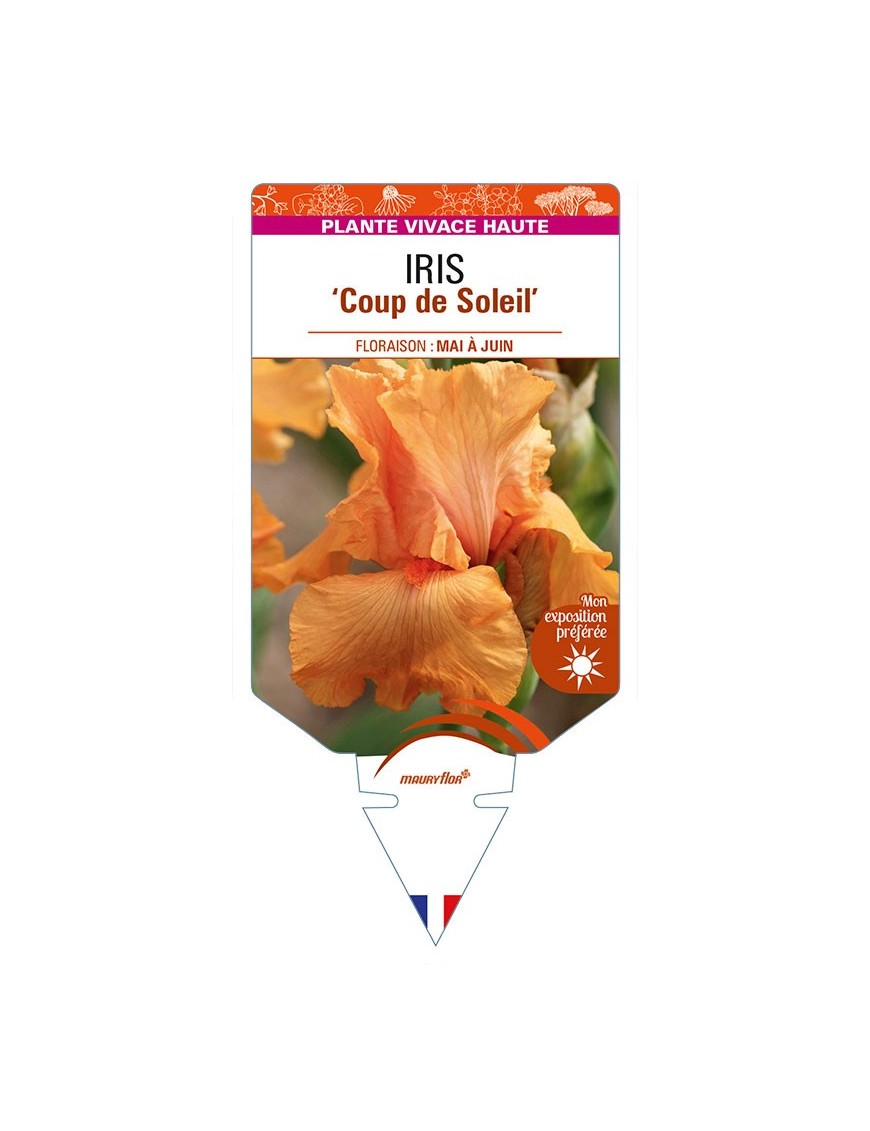 IRIS (germanica) 'Coup de Soleil'