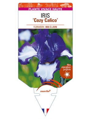 IRIS (germanica) 'Cozy Calico'