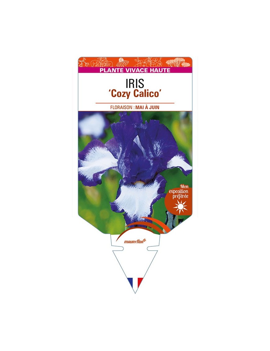 IRIS (germanica) 'Cozy Calico'