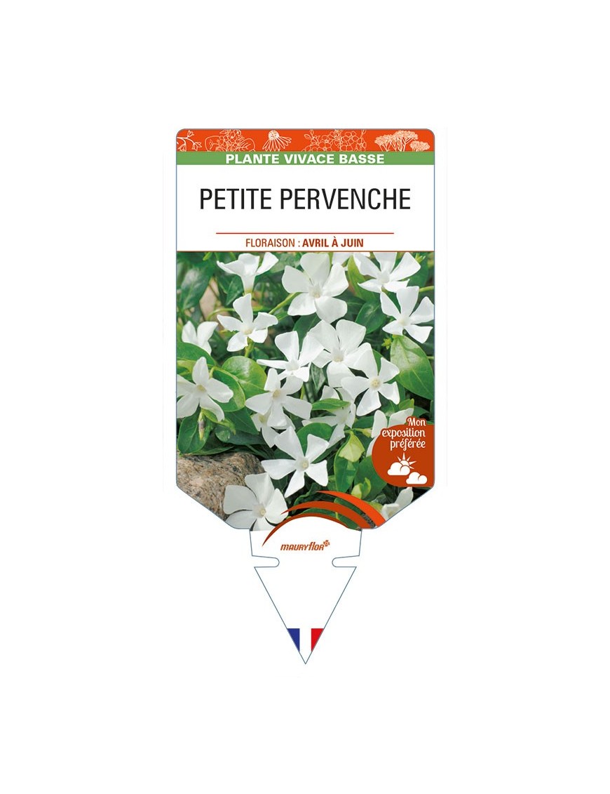 VINCA minor 'Alba' voir PETITE PERVENCHE *