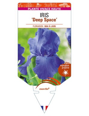 IRIS (germanica) 'Deep Space'