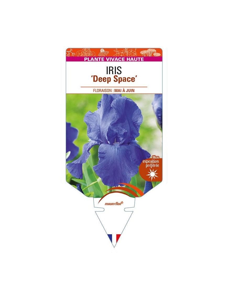 IRIS (germanica) 'Deep Space'