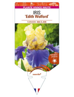 IRIS (germanica) 'Edith Wolford'