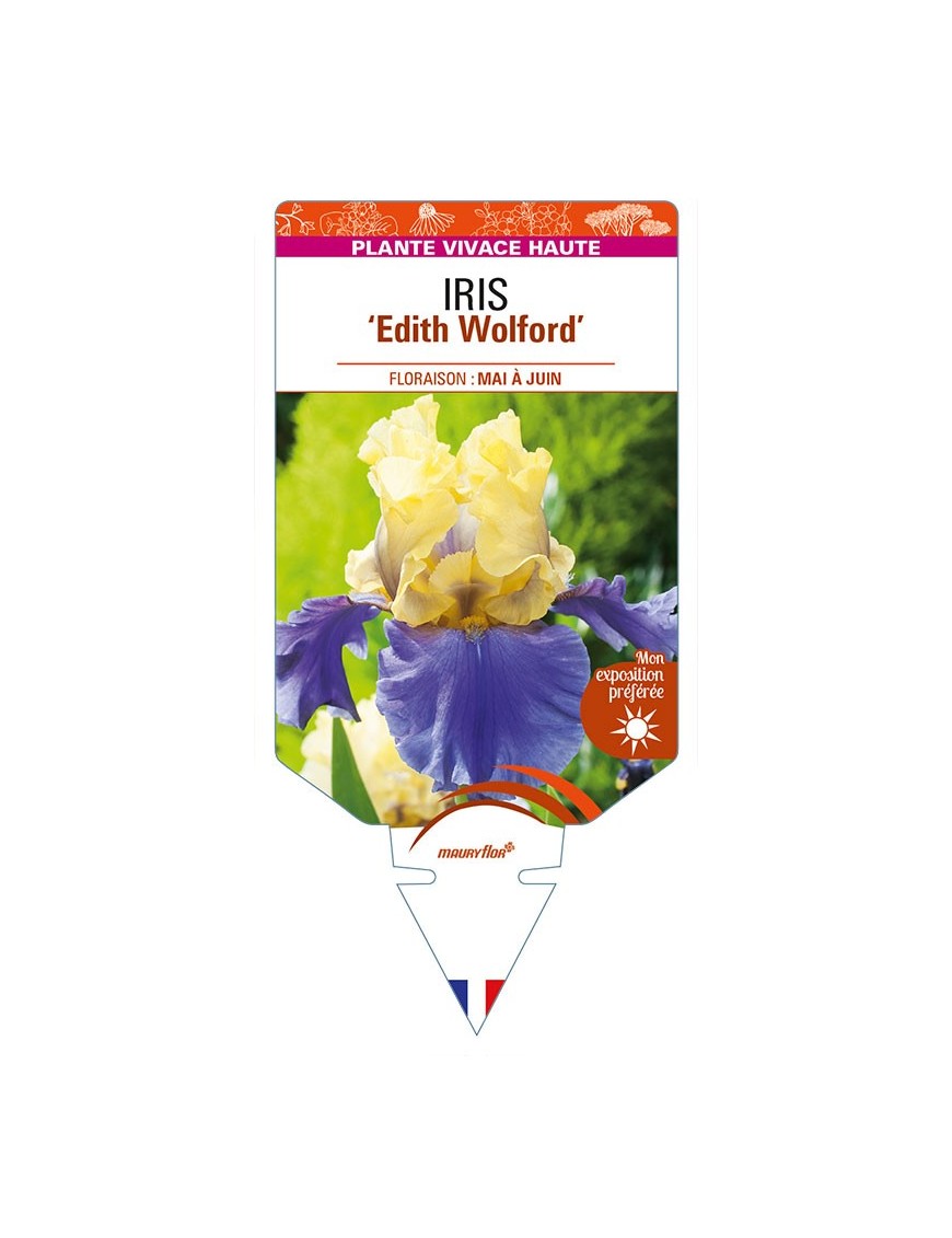 IRIS (germanica) 'Edith Wolford'