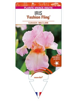 IRIS (germanica) 'Fashion Fling'