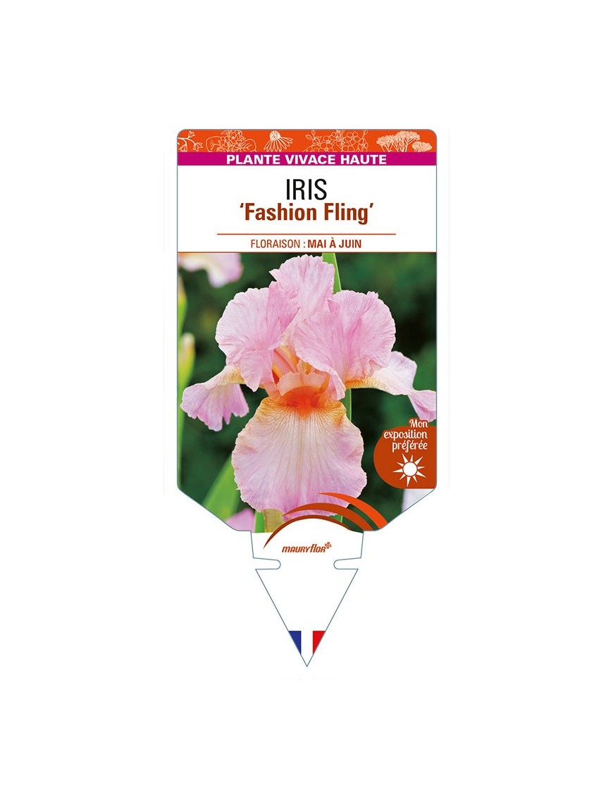 IRIS (germanica) 'Fashion Fling'