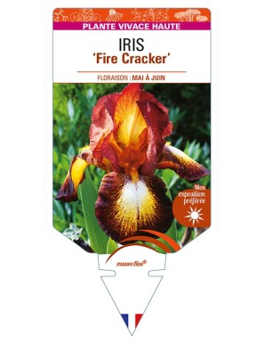 IRIS (germanica) 'Fire Cracker'