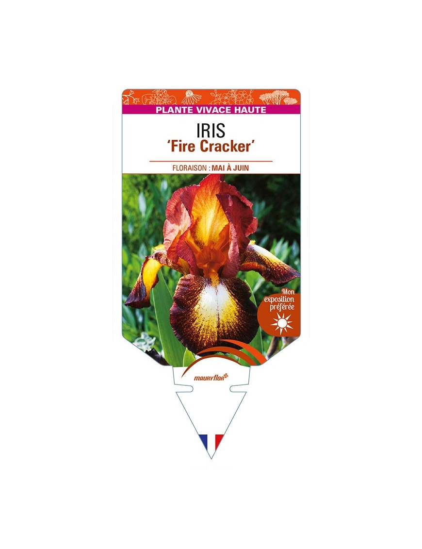 IRIS (germanica) 'Fire Cracker'