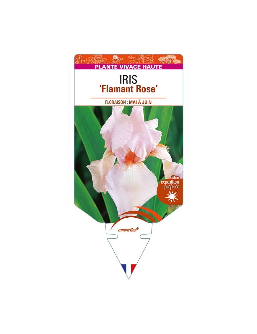 IRIS (germanica) 'Flamant Rose'