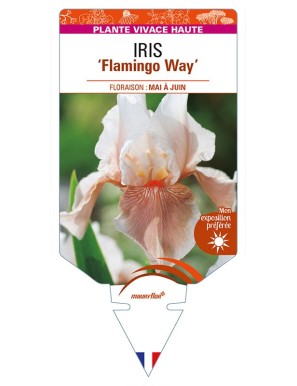 IRIS (germanica) 'Flamingo Way'