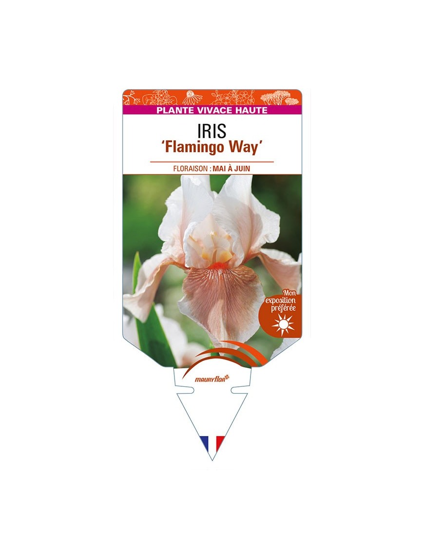 IRIS (germanica) 'Flamingo Way'