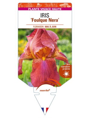 IRIS (germanica) 'Foulque Nera'