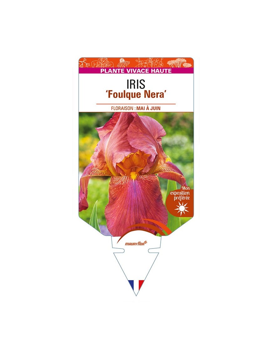 IRIS (germanica) 'Foulque Nera'