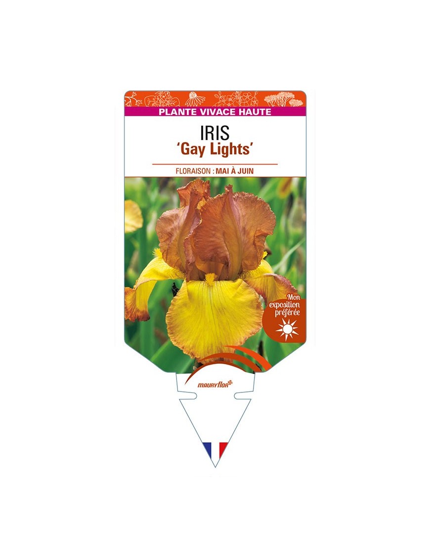 IRIS (germanica) 'Gay Lights'