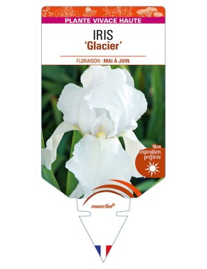 IRIS (germanica) 'Glacier'