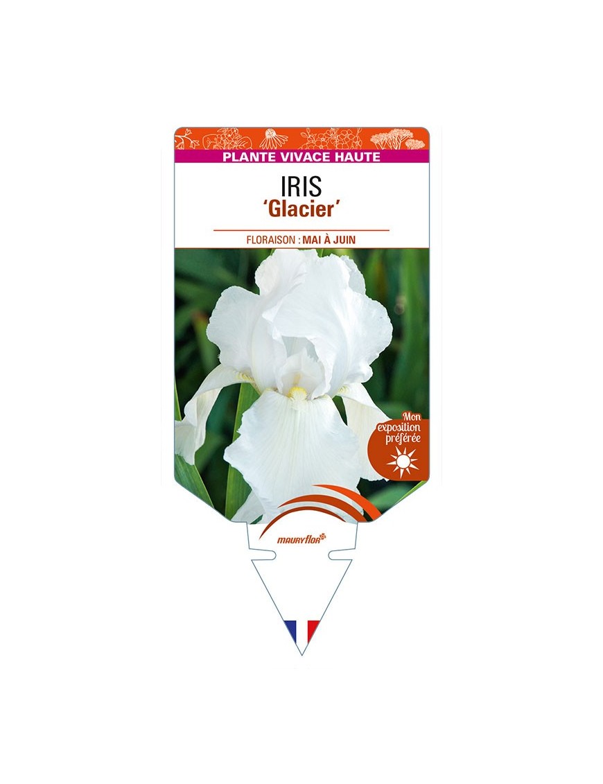 IRIS (germanica) 'Glacier'
