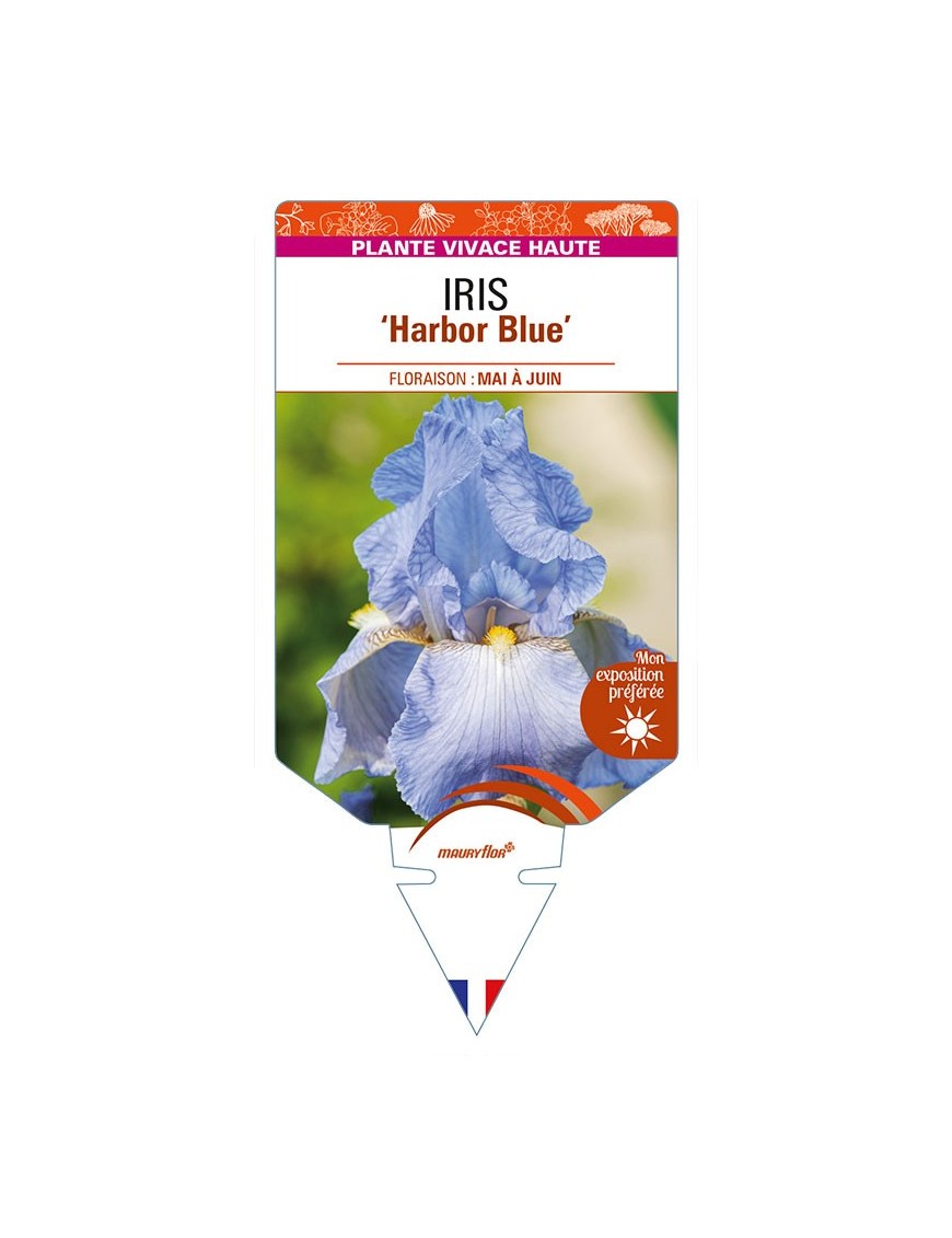 IRIS (germanica) 'Harbor Blue'