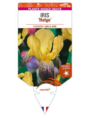 IRIS (germanica) 'Helge'